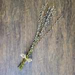 Pussy Willow Bunch