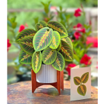 Potted plant with patterned green leaves in a white planter and wooden stand