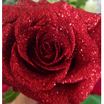 Close-up of a red glitter-covered rose