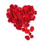 Heart-shaped cluster of red rose petals on a white background