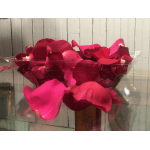 Bouquet of pink and red calla lilies wrapped in clear plastic