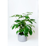 Schefflera Actinophylla - Umbrella Tree (4-10ft)