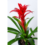 Bromeliad
