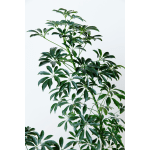Schefflera - Umbrella Plant