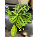 Maranta leuconeura Prayer Plant