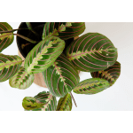 Maranta Leuconeura Prayer Plant - Red