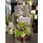 Glass Terrarium Garden — Fern & Nerve Plant Indoor Mini Garden