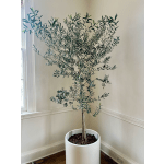 Mediterranean Olive Tree — Sculptural Indoor Plant