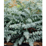 Fresh Eucalyptus Bundle