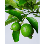 Persian Lime Tree
