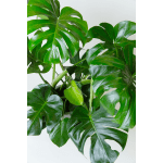 Monstera Deliciosa — Tropical Statement Plant