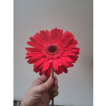 Single red gerbera daisy held by hand against a plain background