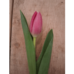 Single pink tulip bud with long green leaves