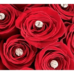 Close-up of red roses with rhinestone centers