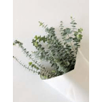Bouquet of eucalyptus stems wrapped in white paper