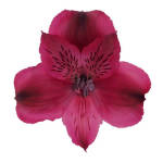 Gift Card - Sleeping Beauty