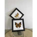 Two framed butterflies displayed on a wall.