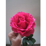 Single bright pink rose held in a hand