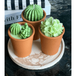Three small potted succulent candles on a round tray