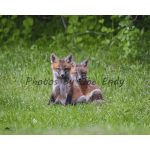 Two fox kits sitting in grass