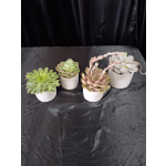 Four potted succulent plants in white pots on a dark cloth