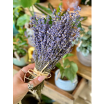 Handheld bundle of dried lavender tied with twine