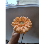 Single peach gerbera daisy held by hand
