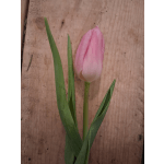Single pink tulip with long green leaves on a wooden surface