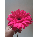 Bright pink gerbera daisy held in a hand