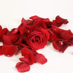 Valentine's Day - Rose Petals by Halliday Flowers