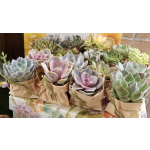 Potted succulents wrapped in brown paper on a table