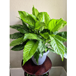 Peace Lily