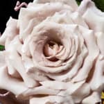 Close-up of a pale blush rose bloom