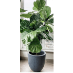 Large potted fiddle leaf fig plant in a gray planter