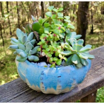 Potted succulent arrangement in a blue ceramic bowl