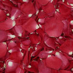 Close-up of red rose petals filling the frame
