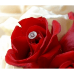 Close-up of a red rose with a rhinestone center