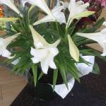 Double Easter Lily