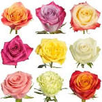 Nine colorful roses arranged in a grid on a white background