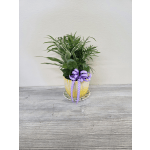 Petal Pot Plant Combo