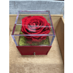 Single red rose in a clear display box on a red base