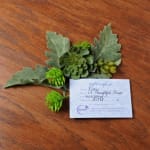 Small green succulents with a paper gift certificate on a wooden surface