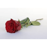 Single red rose on a white background