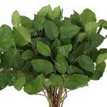 Bundle of green leafy stems on a white background
