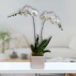 White orchids in a square ceramic pot