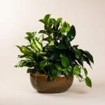 Lush green houseplant arrangement in a brown ceramic bowl