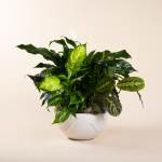 Potted green houseplant arrangement in a white ceramic bowl