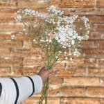Hand holding a bouquet of small white baby's breath flowers