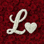 Baby's Breath Letter - L