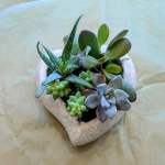 Succulent arrangement in a heart-shaped stone planter